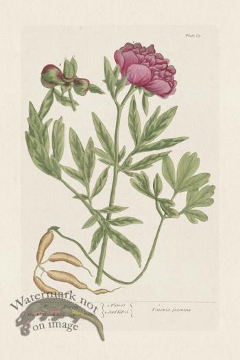 BEE 065 Female Piony